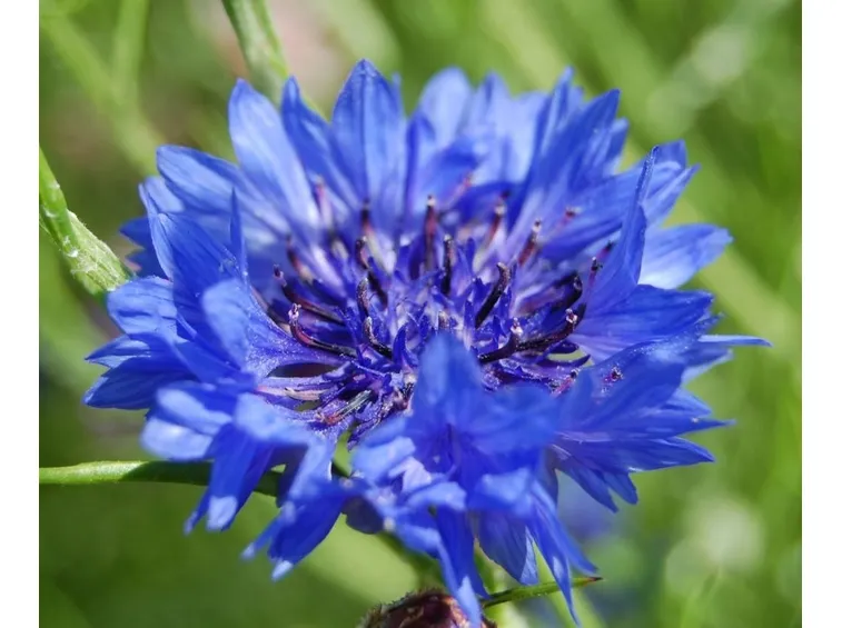 fiordaliso