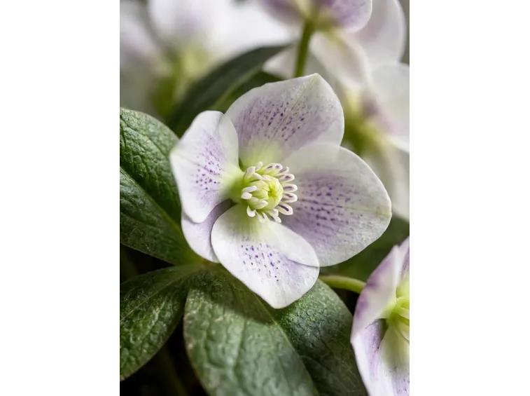 helleborus orientalis