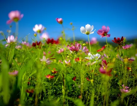 Fiori di campo