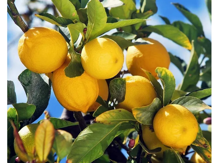 limoni