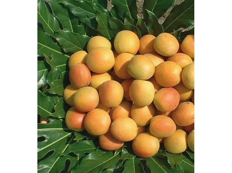 albicocco san castrese