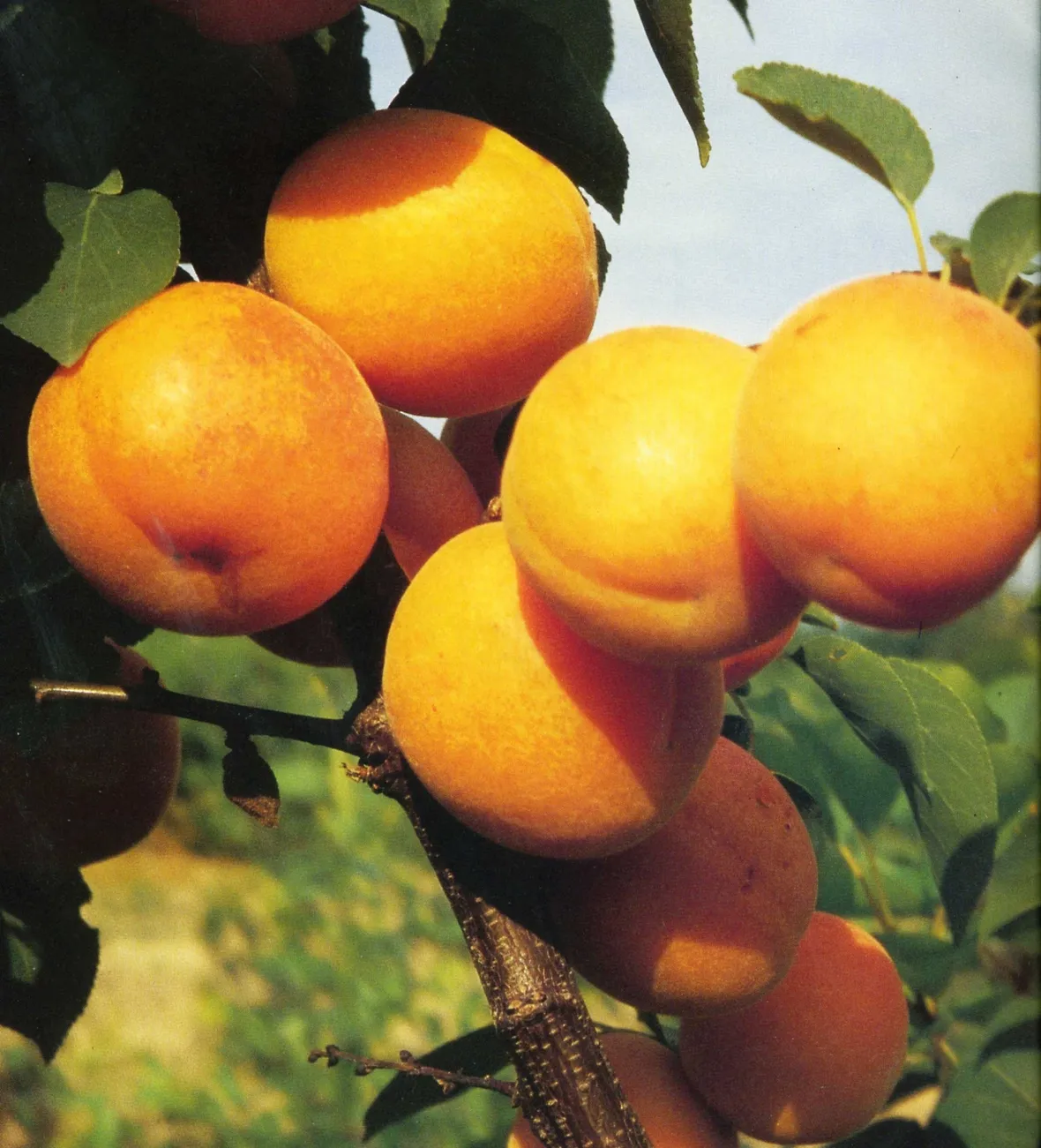 albicocche Bella Imola