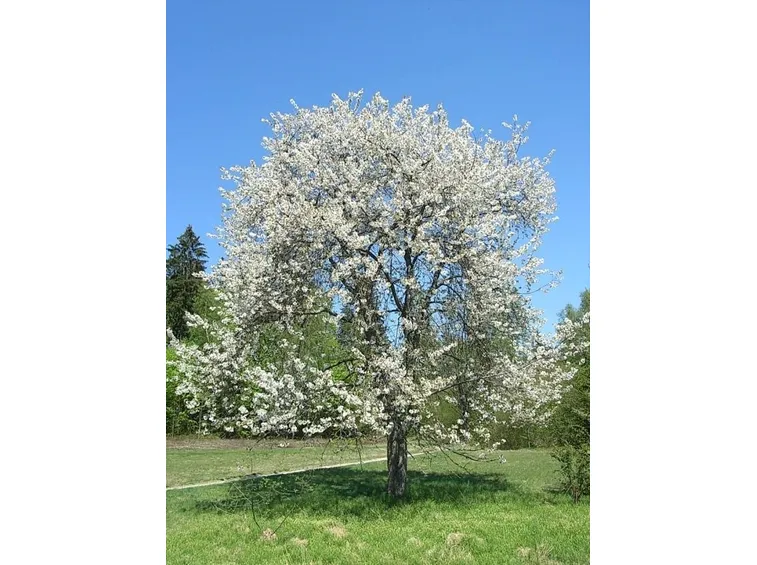 ciliegio in fiore
