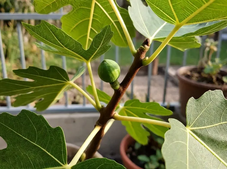 pianta di fico