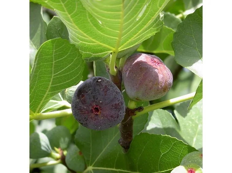ficus carica rouge de bordeaux