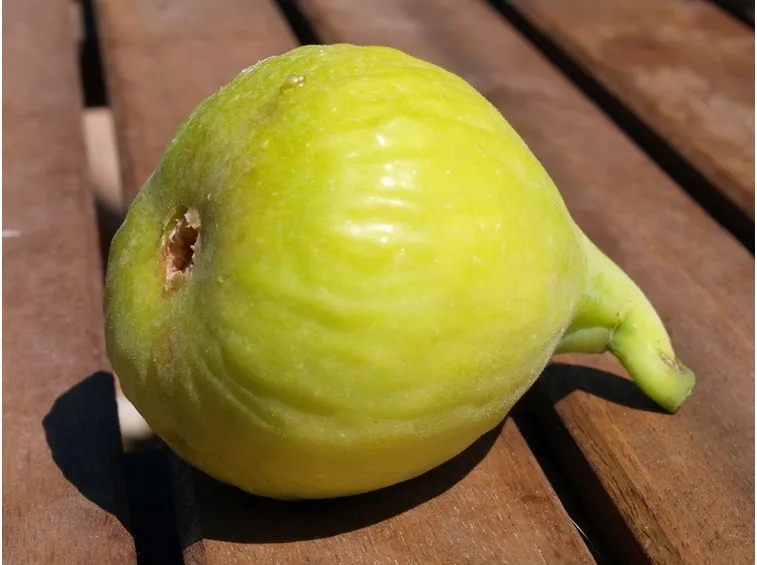 fico portogallo