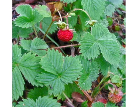 fragaria vesca