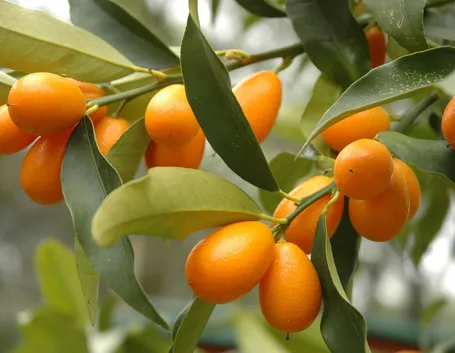 kumquat