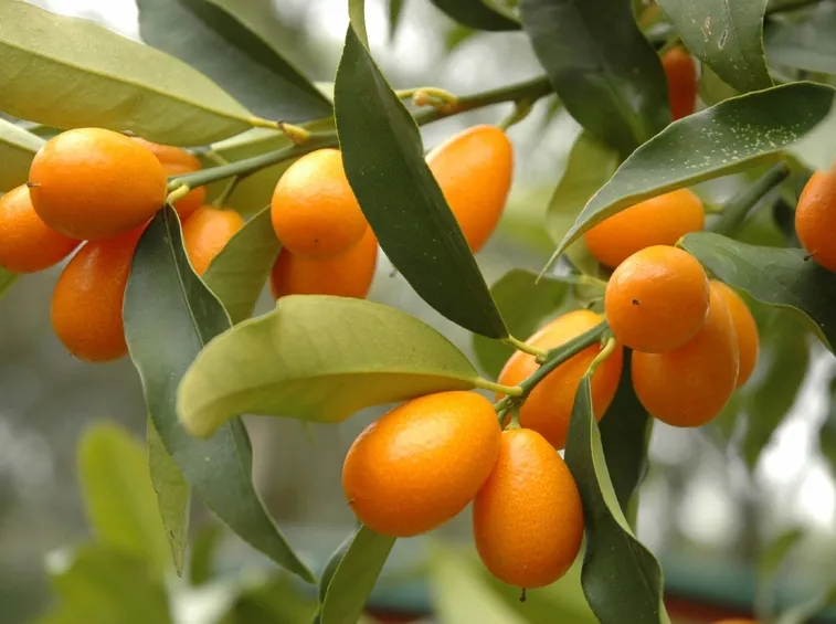 kumquat