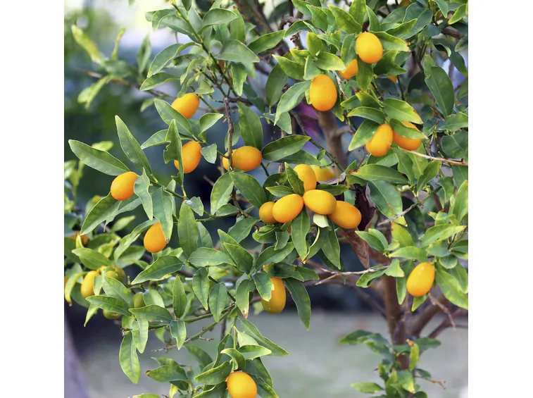 Annaffiature kumquat