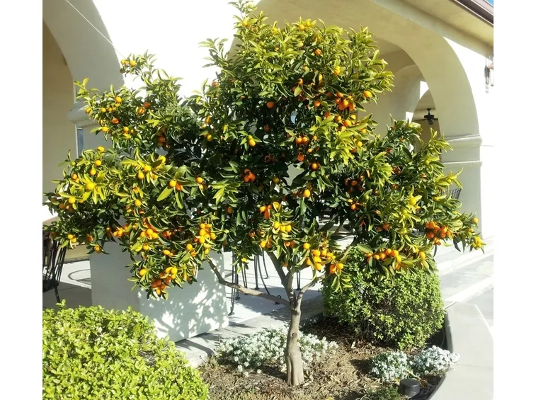 terreno kumquat