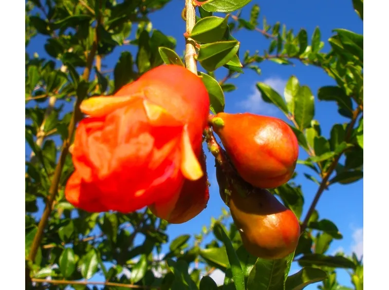 punica granatum