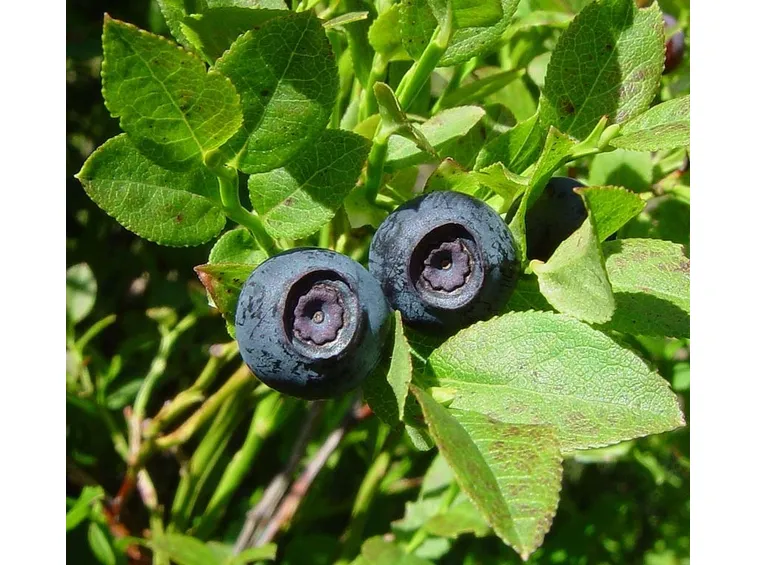 myrtillus