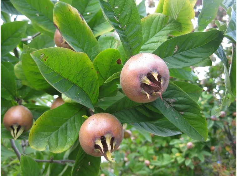 nespole