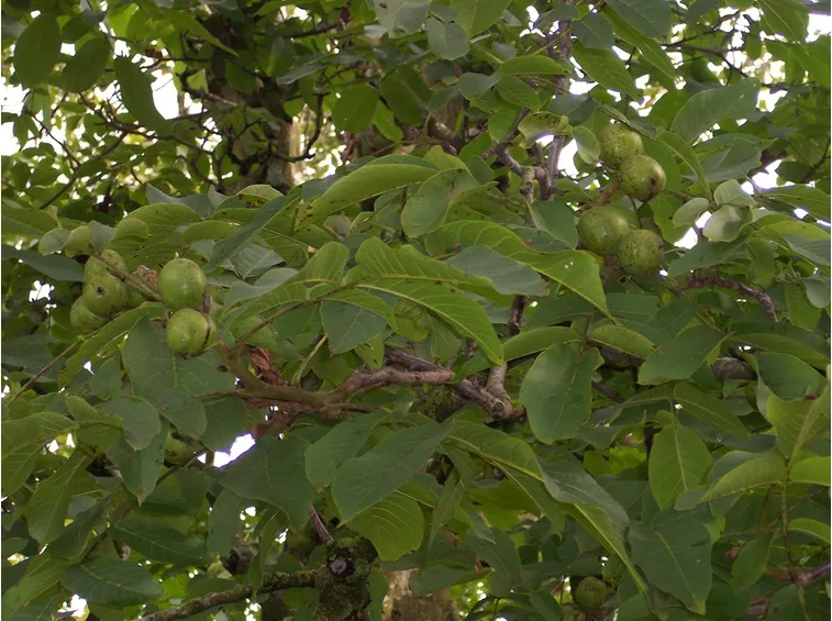 albero noce