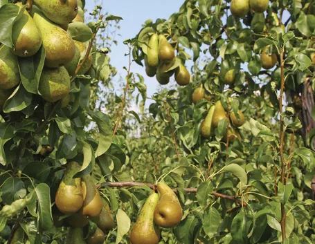 pianta di pere