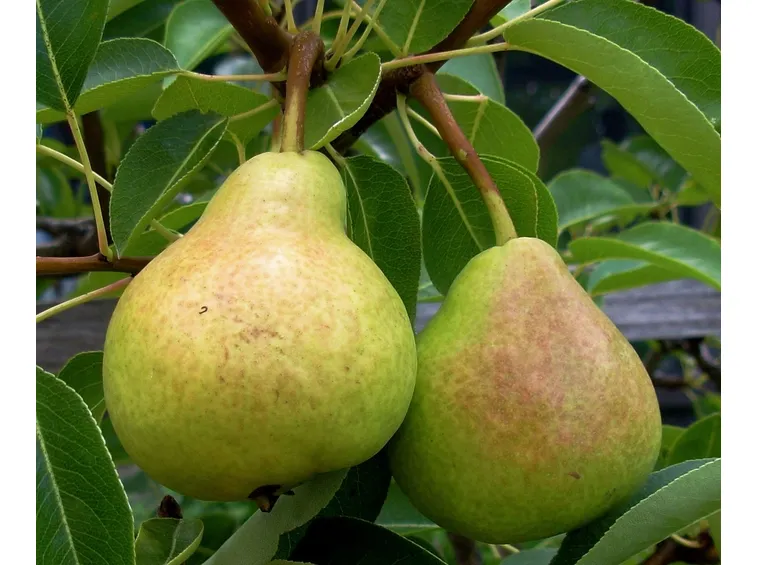 pere frutti