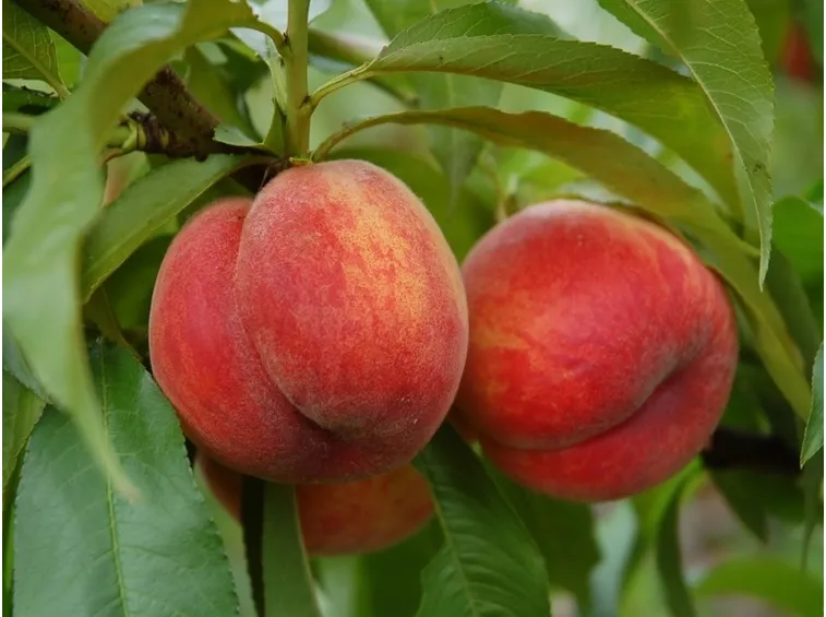 pesche romea