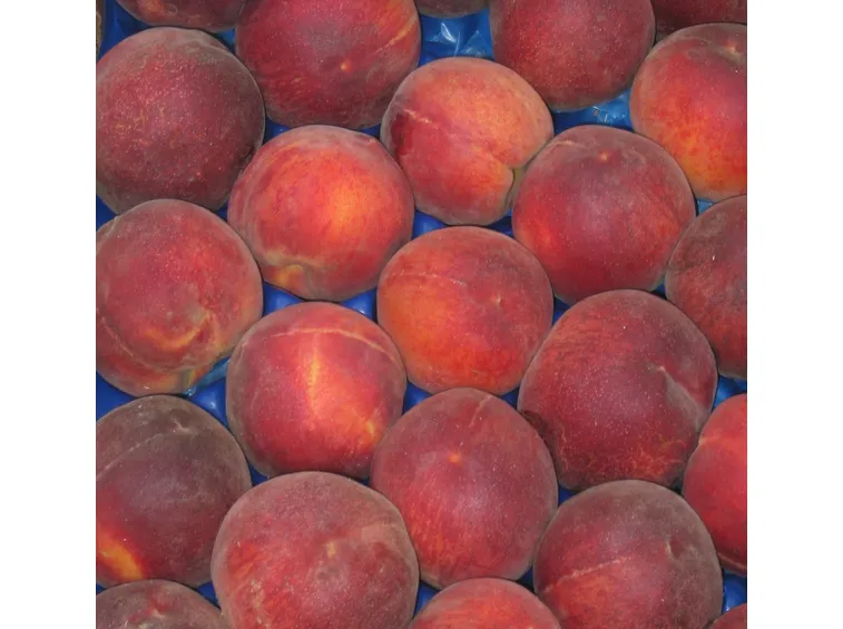 pesche spring crest