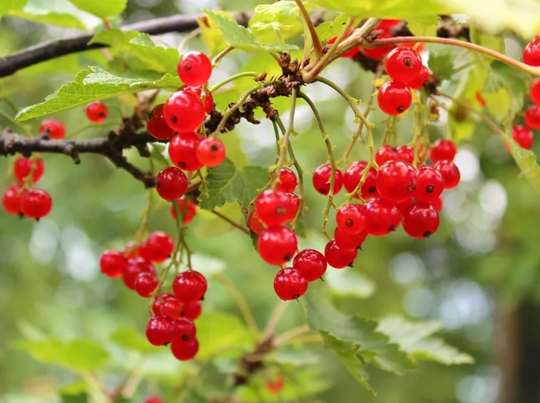 Ribes