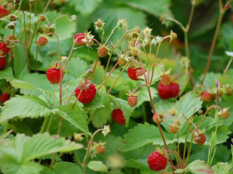 Fragoline di bosco