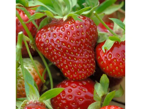 fragole