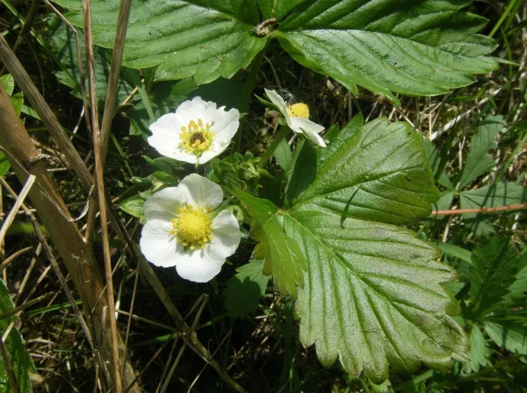 fiori fragole