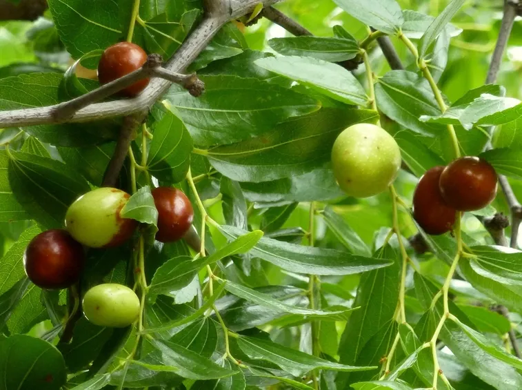 pianta di giuggiole