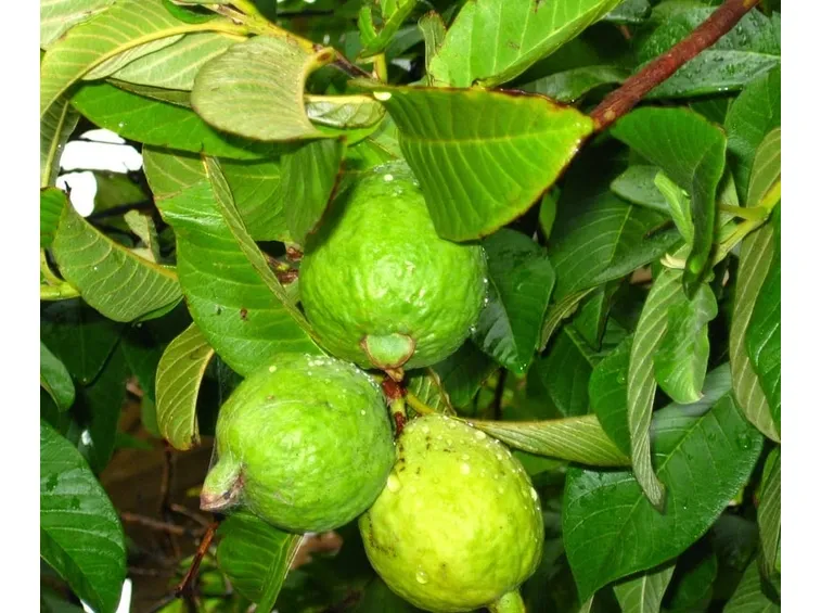 psidium guajava