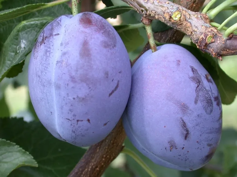 prugna