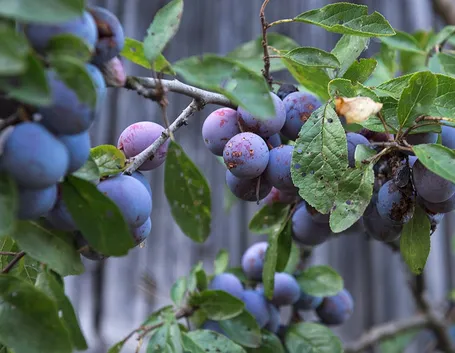 prunus domestica