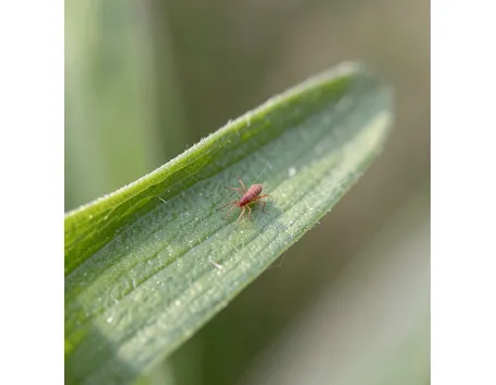acaro