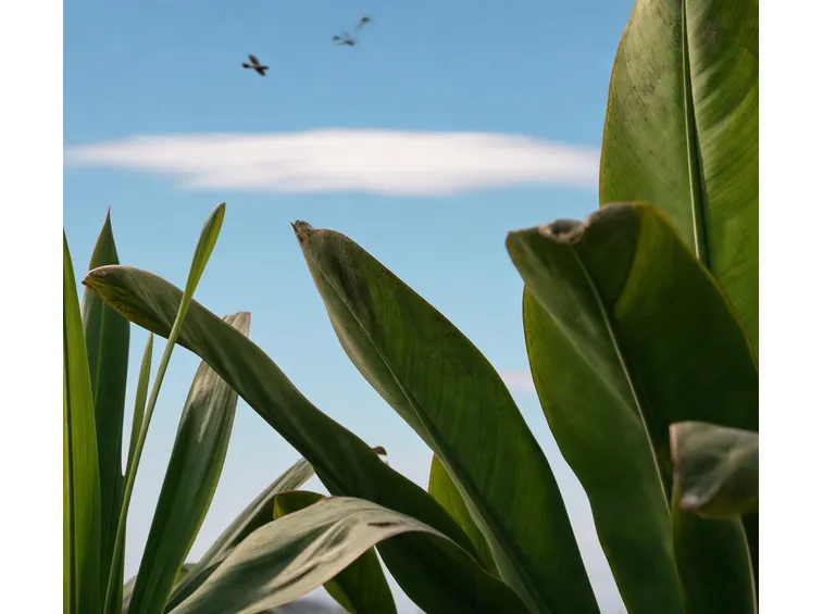 Le piante convertono la luce e l'anidride carbonica in sostanze necessarie alla vita