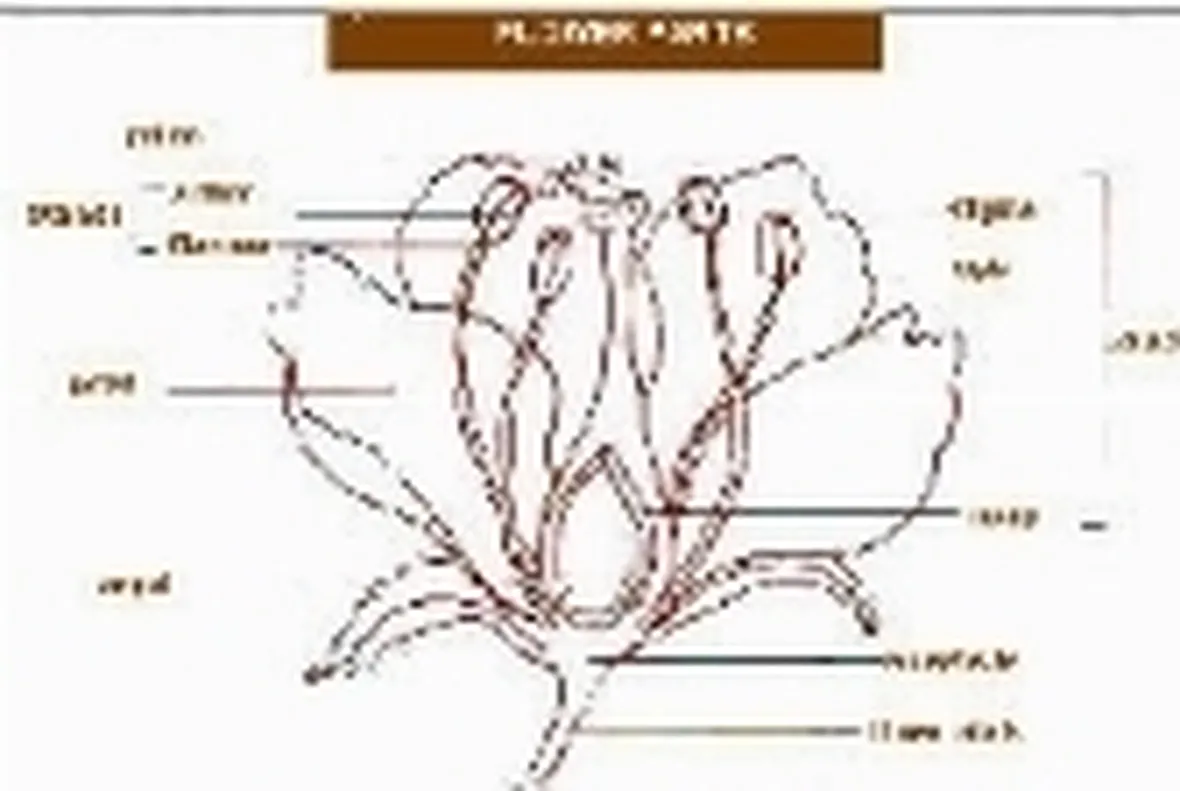 Il Fiore
