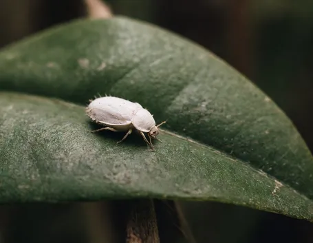 cocciniglia