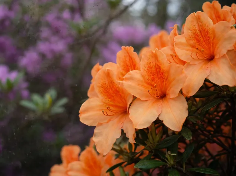 Azalea