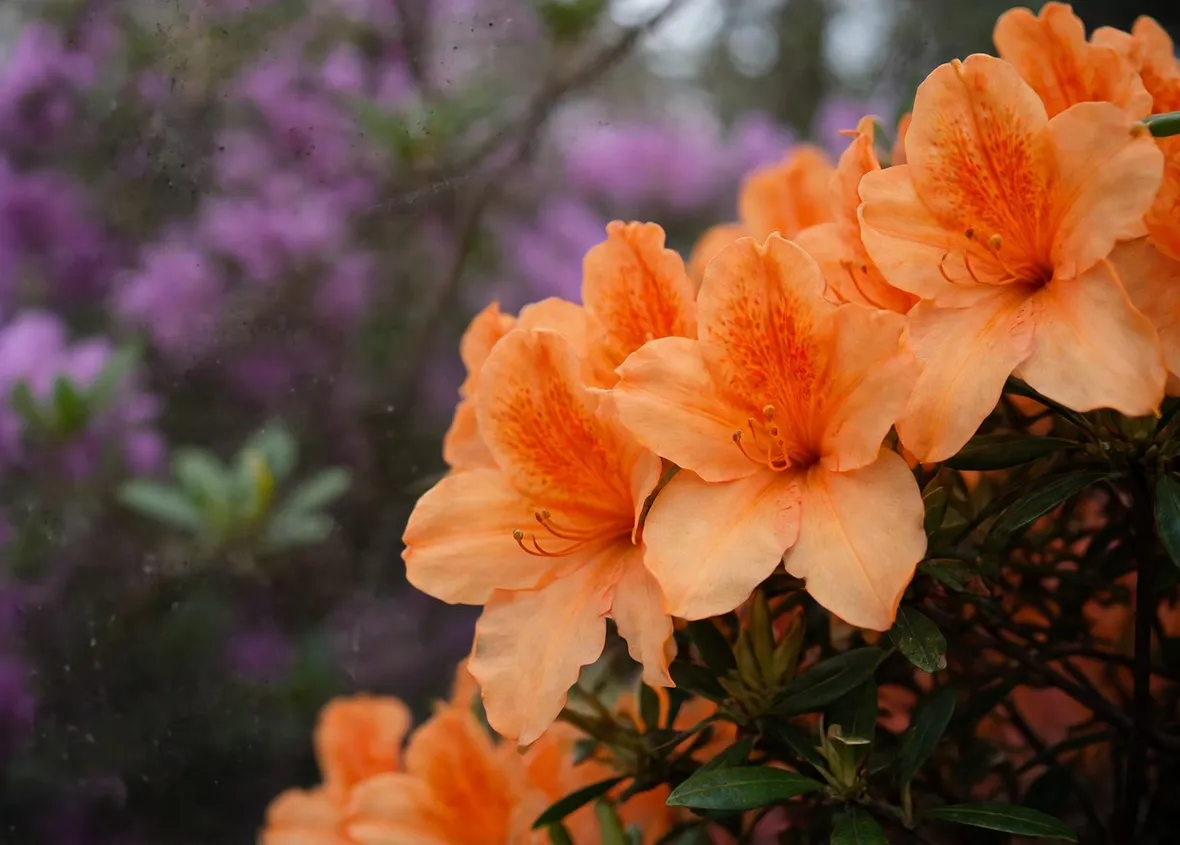 Azalea