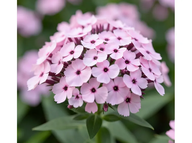 Phlox