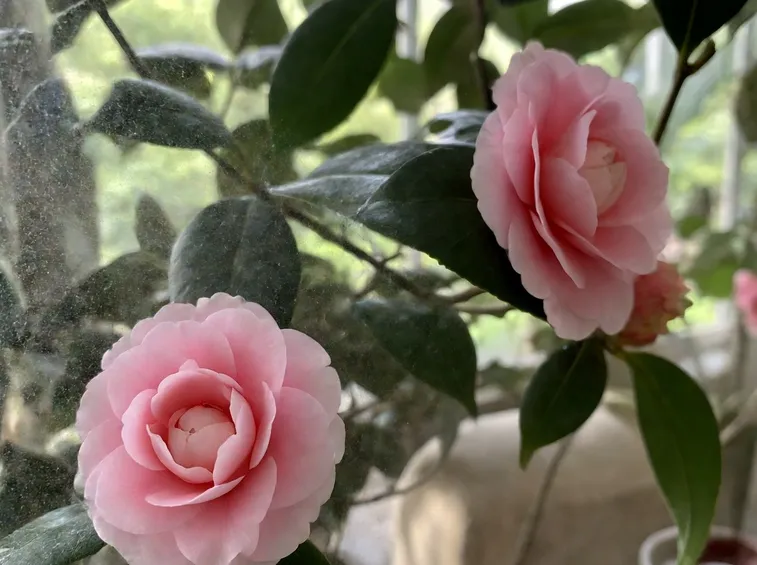 bobbiolo di camelia