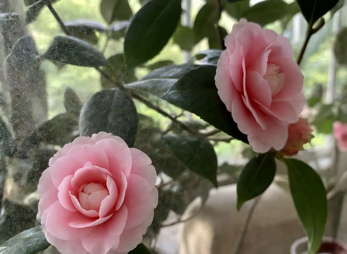 bobbiolo di camelia