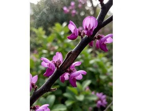 cercis 