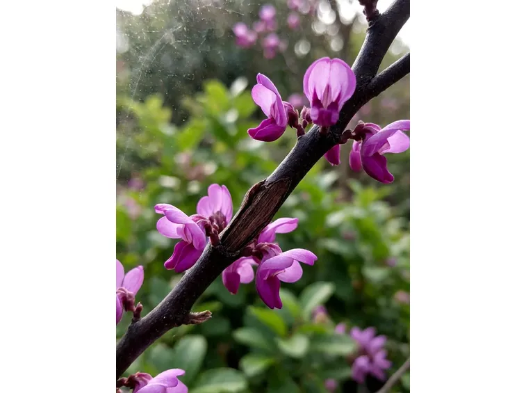 cercis