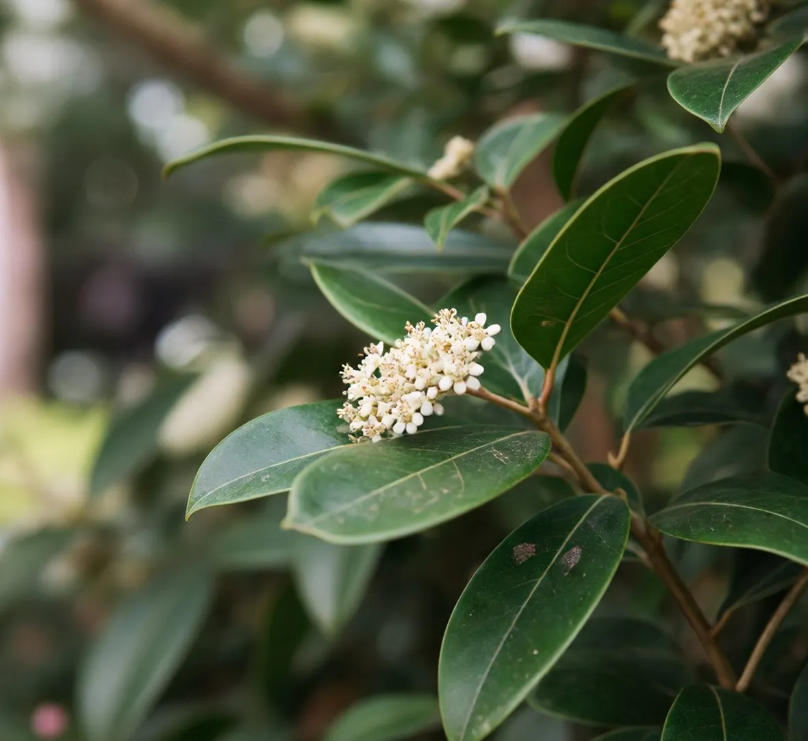 Fotinia fiori
