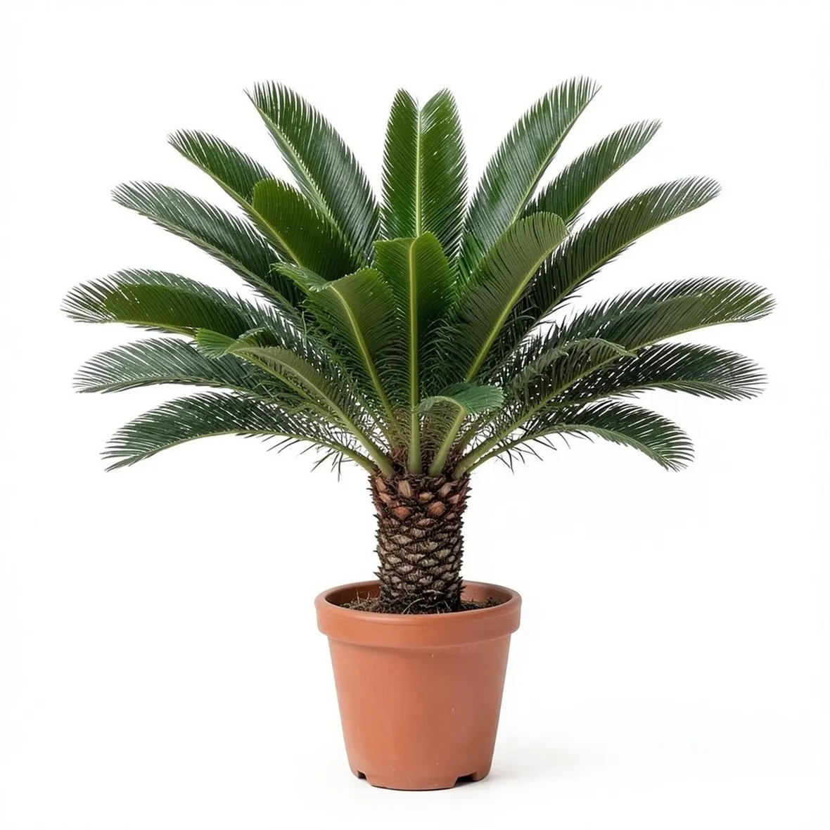 Cycas