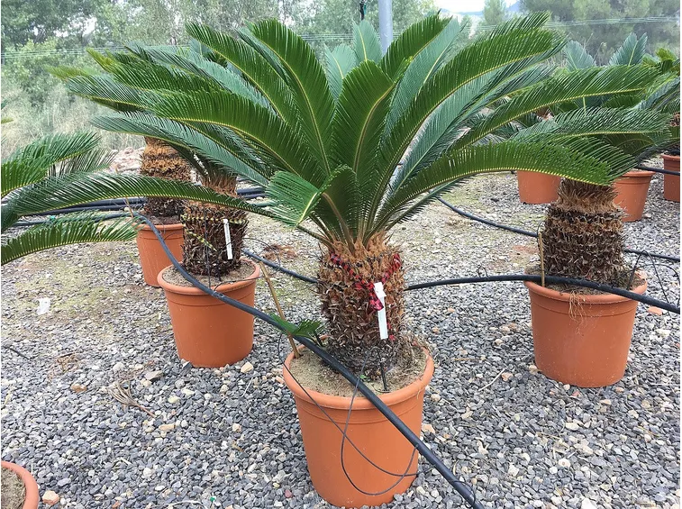cycas