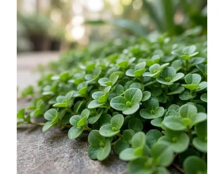 Dichondra
