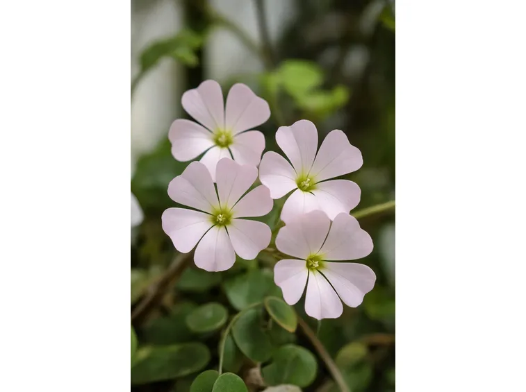 Oxalis