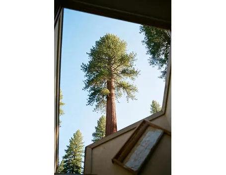 Sequoia