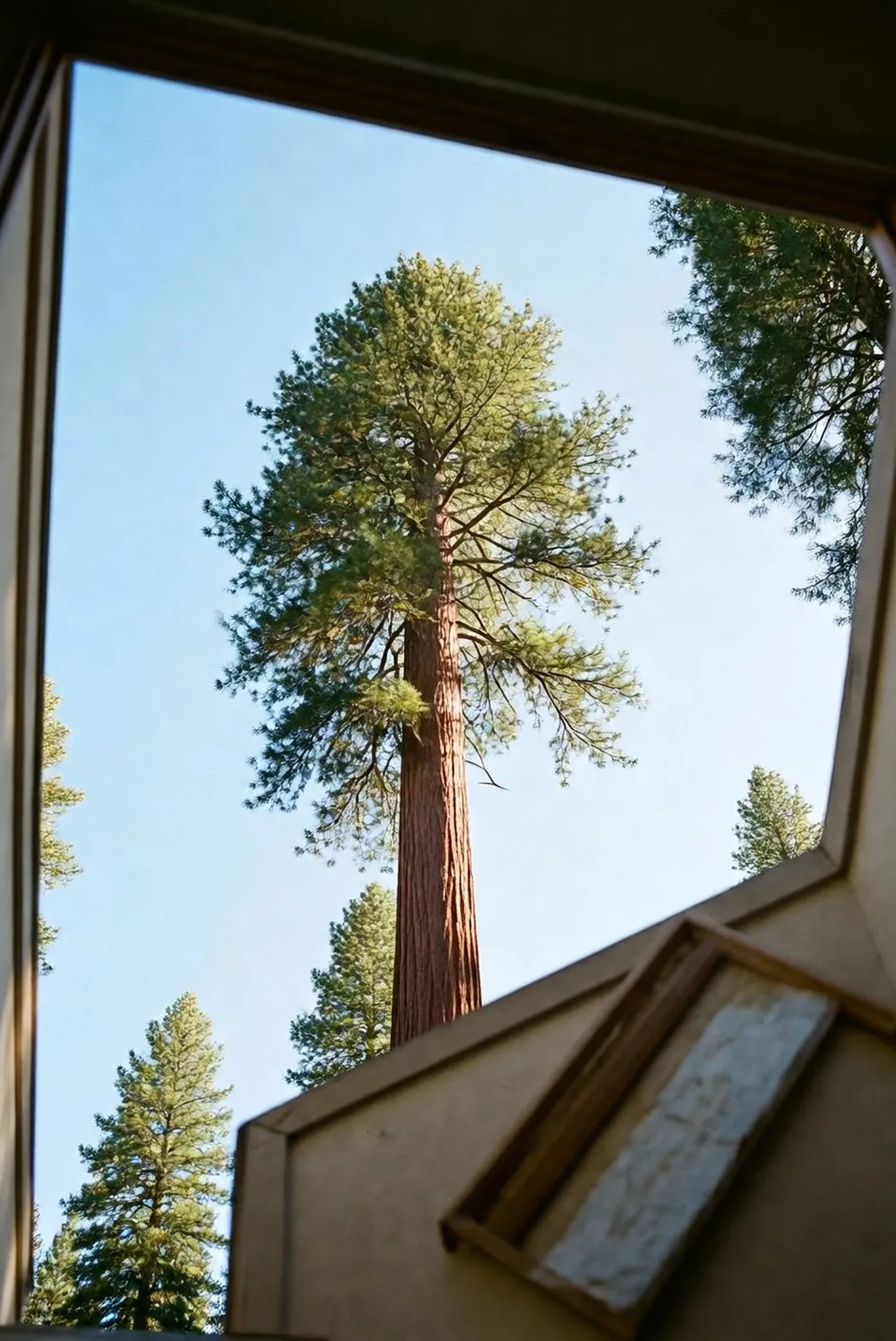 Sequoia