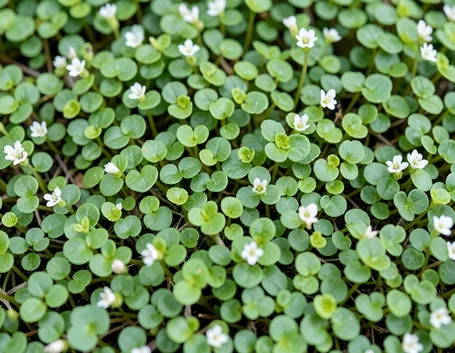 Dichondra